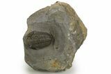 Detailed Gerastos Trilobite Fossil - Morocco #311065-3